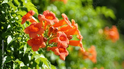 Vibrant orange trumpet vine flowers swaying gently in the breeze against a soft focus lush green foliage background