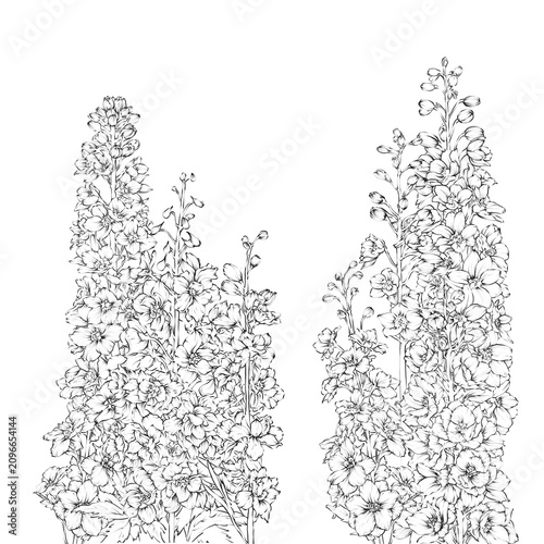 Delphinium Flower Hand drawn Illustration