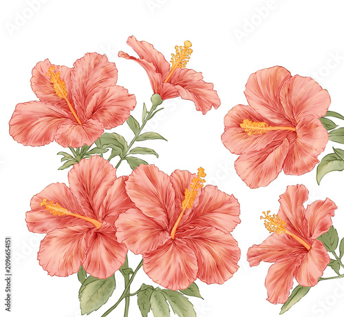 Hibiscus Flower Hand drawn Illustration