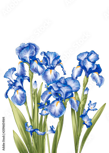 Iris Flower Hand drawn Illustration