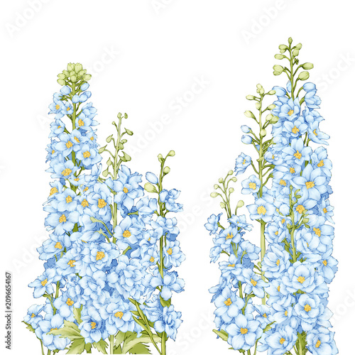 Delphinium Flower Hand drawn Illustration