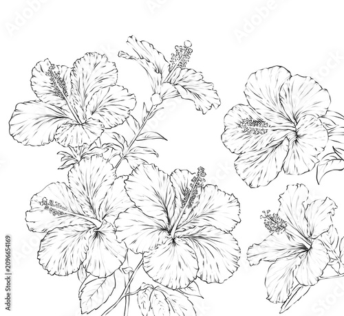 Hibiscus Flower Hand drawn Illustration