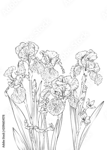 Iris Flower Hand drawn Illustration