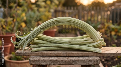 Curved ribbed cardoon stalks layered across rustic boards in warm garden light, showcasing irregular edible stems, crop character, resourceful cooking, whole-plant use, and food sustainability