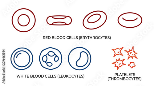 Fotografía Blood Cells and Platelets: Erythrocytes, Leukocytes, Thrombocytes