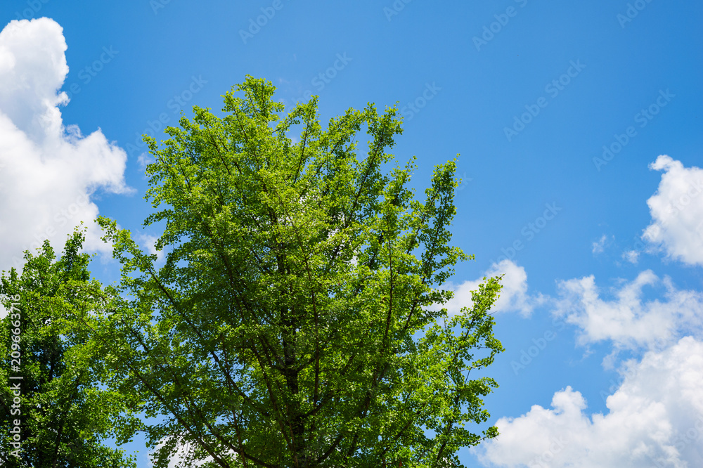 Fototapeta premium A lush green tree grows in the Shennongjia National Nature Reserve in China under a bright blue summer sky with soft white clouds