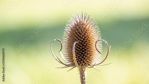 Close-up of a dried wild teasel seed head with curved bracts in a sunny field
