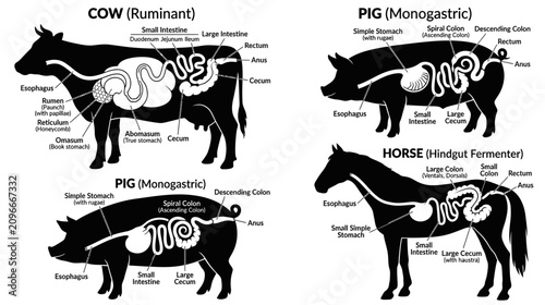 Foto Digestive System Anatomy Of Cow, Pig, and Horse Diagrams