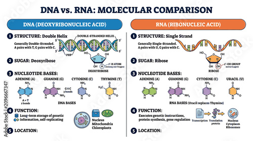 Fotografía DNA vs RNA Molecular Comparison Chart