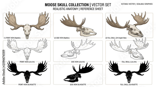 Moose Skull Vector Illustration Set.