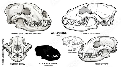 Wolverine skull detailed anatomy study.