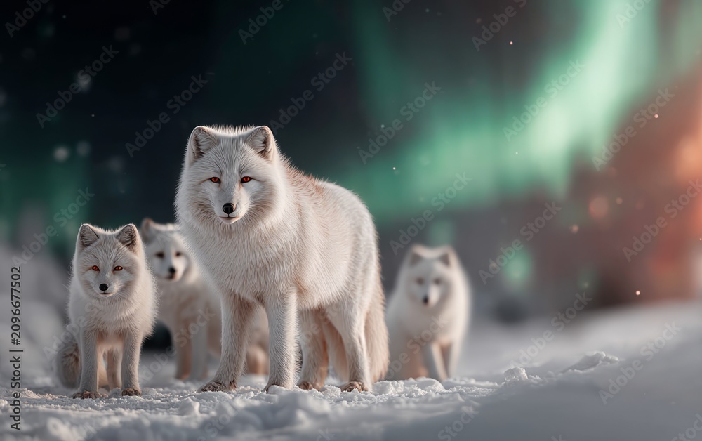 Fototapeta premium Arctic white fox family standing on snow under northern lights night sky