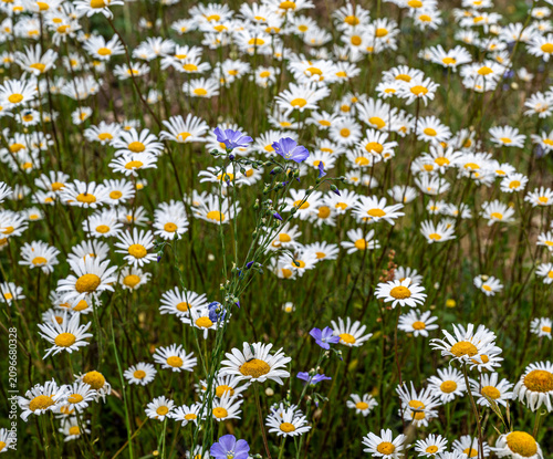 daisies in a field