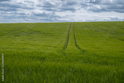 green field and blue sky in the UK