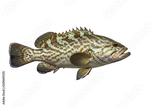 Detailed artistic rendering of a grouper fish underwater aquatic life isolated on transparent background