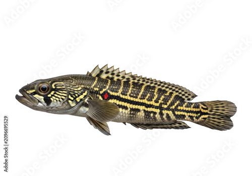 Detailed close up of a small barred freshwater fish in profile isolated on transparent background