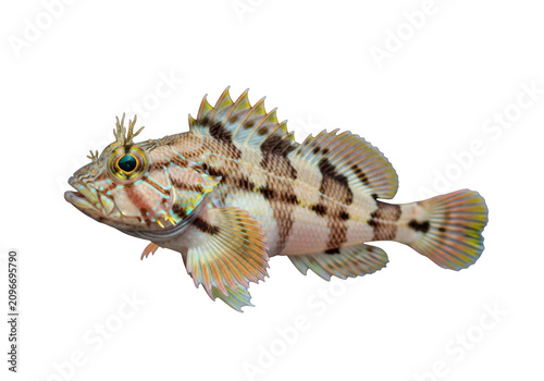 Detailed close-up of a camouflaged scorpionfish amidst marine life isolated on transparent background