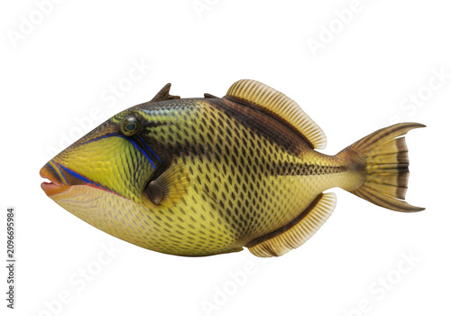 Vibrant triggerfish underwater aquatic life ocean marine animal photography isolated on transparent background