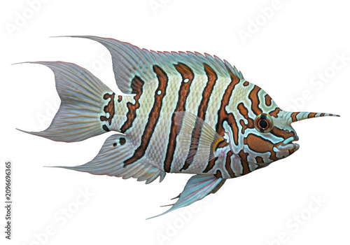 Striking convict cichlid fish with bold stripes and fins vividly displayed isolated on transparent background