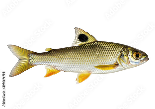 Detailed view of a captivating freshwater fish with yellow fins and dorsal spot isolated on transparent background