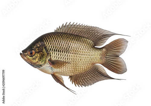 Detailed close-up portrait of a gourami fish against a isolated on transparent background