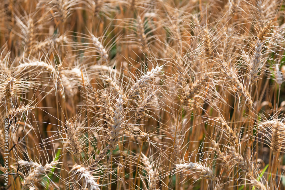 Obraz premium Ripe wheat harvest. Agriculture and farming. Barley ear spikelet. Farming crop field. Wheat flied at rural countryside. Agricultural landscape. Crop countryside field. Agrobusiness