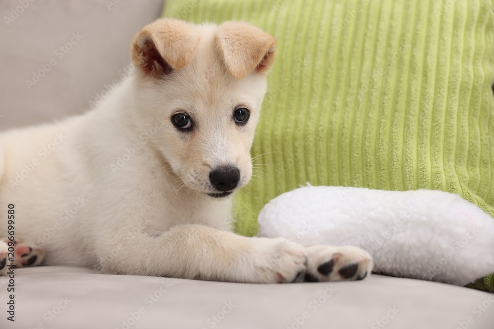 Fototapeta premium Cute puppy playing with pillow on couch at home. Space for text