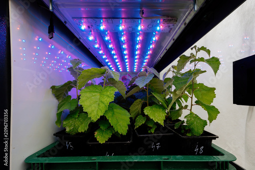Plant seedlings under led lights in plastic pots in growing chamber
