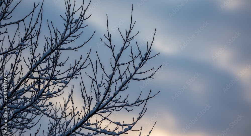 Fototapeta premium Bare tree branches against cloudy sky winter landscape background