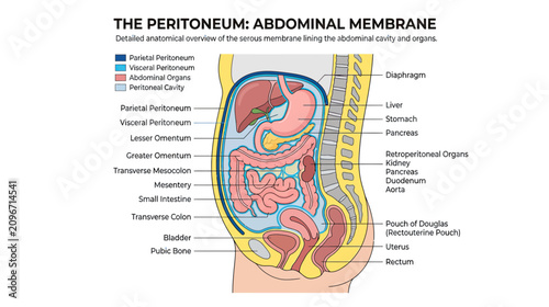 Human Abdomen Anatomy: Peritoneum and Organs - Detailed Medical Illustration