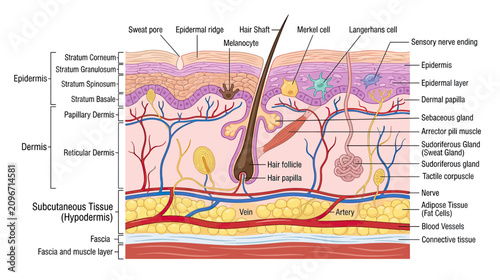 Принти на полотні Human Skin Anatomy Diagram