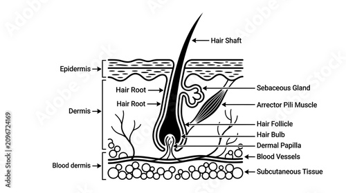 Foto Human Skin Anatomy Diagram: Hair Follicle, Sebaceous Gland, Epidermis, Dermis