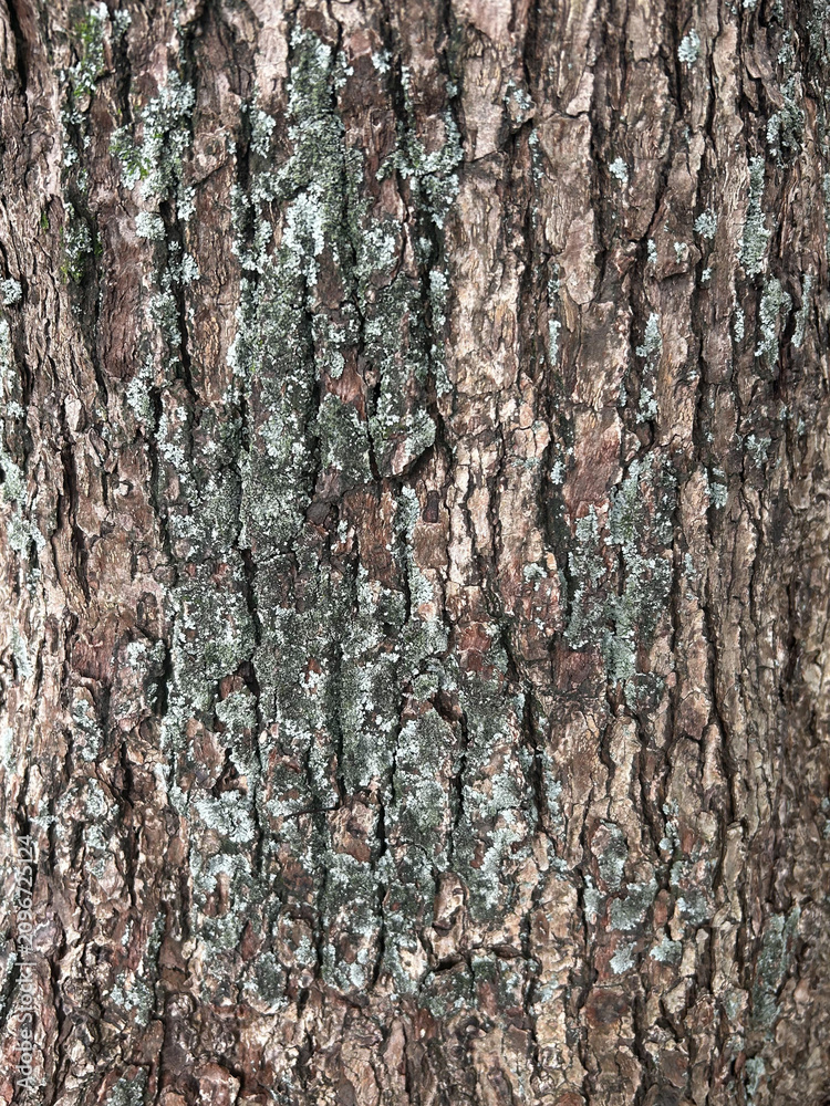 Fototapeta premium Tree Bark Texture with Moss and Lichen Natural Background