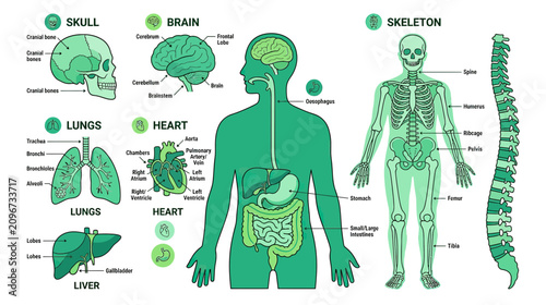 Human Anatomy Diagram: Skeleton, Brain, Lungs, Heart, Liver, Digestive System