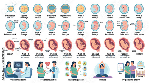 Foto Human Embryonic and Fetal Development Stages & Pregnancy Care
