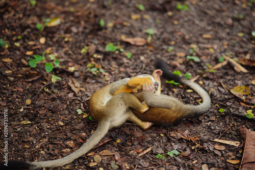 Canvas Print Squirrel monkey playing in the Amazon rainforest.