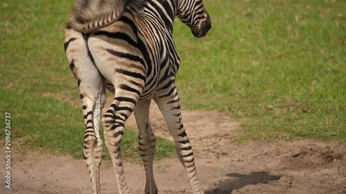 Cute baby zebra in motion gets up from lying position on ground to walk on green grass field in sunny day.