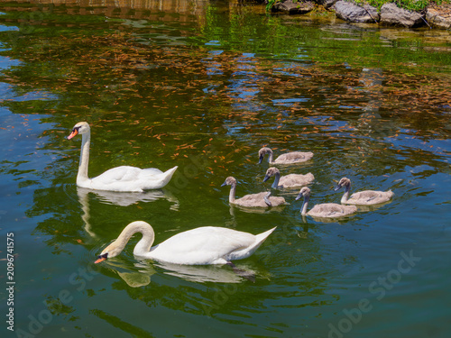 Fotografija A pair of swans lead their cygnets to lush weeds to feed on