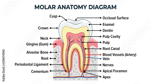 Canvastavla Molar Anatomy Diagram: Detailed illustration of a human tooth structure