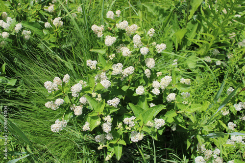 Foto New Jersey tea shrub blossoms from above at Somme Prairie Nature Preserve in Nor
