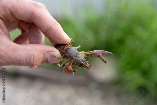 Close-up of a hand holding a live freshwater crayfish over a blurred natural background.