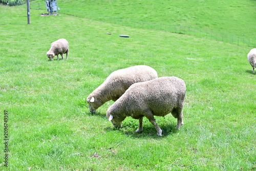sheep in the mountains