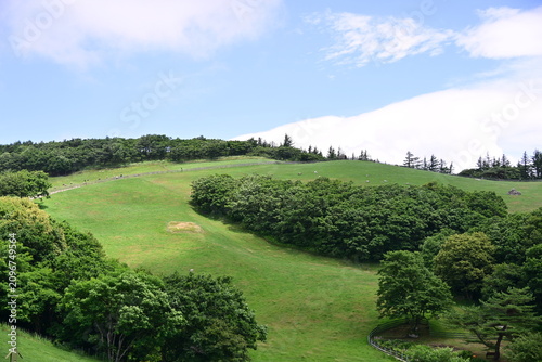 garden and trees