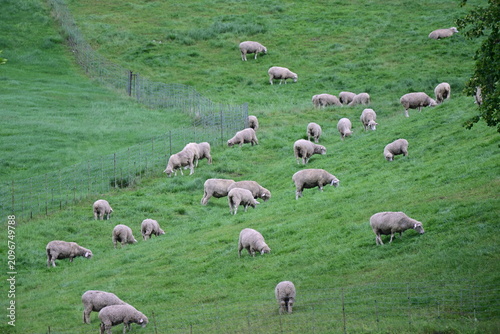 sheep in the mountains