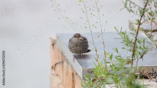 Close up of a small fluffy brown bird perched on a stone ledge next to green plants against a soft blurred background