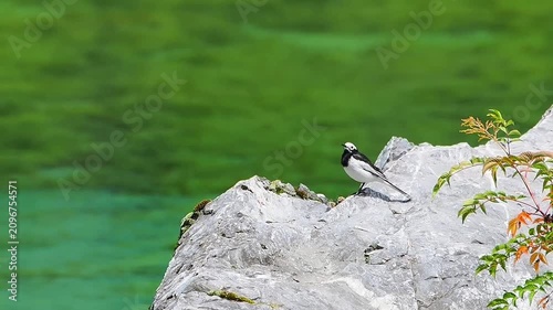 Small black and white bird perched on a textured grey rock alongside delicate plants against a vibrant blurred green water background