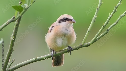 Close up of a small brown and white bird with a black eye mask perched on a thorny green branch against a smooth blurred green background