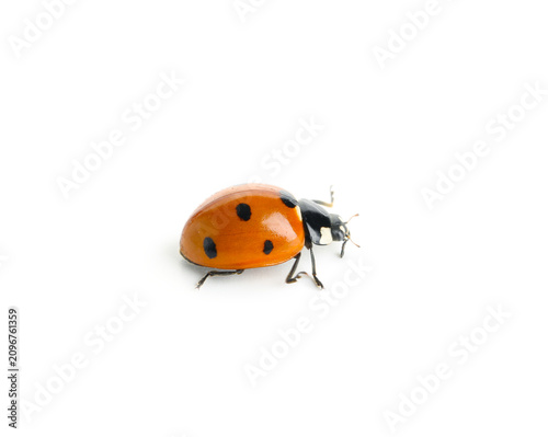 Red ladybug with black spot...