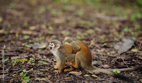 Photography Squirrel monkey playing in the Amazon rainforest.
