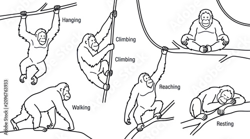 Photos Monkey and orangutan line art with descriptive labels.